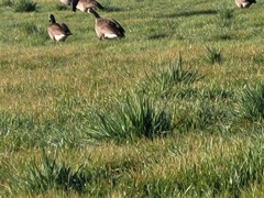 Branta canadensis