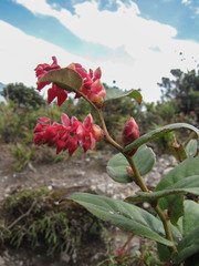 Gaultheria erecta