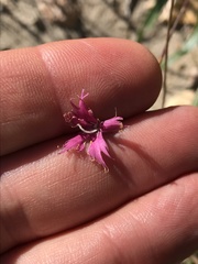 Dianthus bolusii