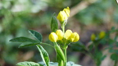 Thermopsis