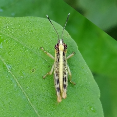 Proctolabinae