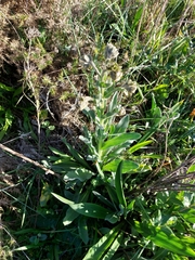 Cynoglossum clandestinum