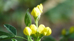 Thermopsis