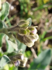 Cynoglossum clandestinum