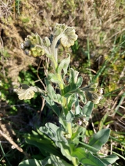 Cynoglossum clandestinum