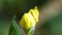 Thermopsis