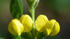 Thermopsis