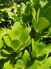 Image of Jacquinia arborea