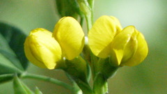 Thermopsis