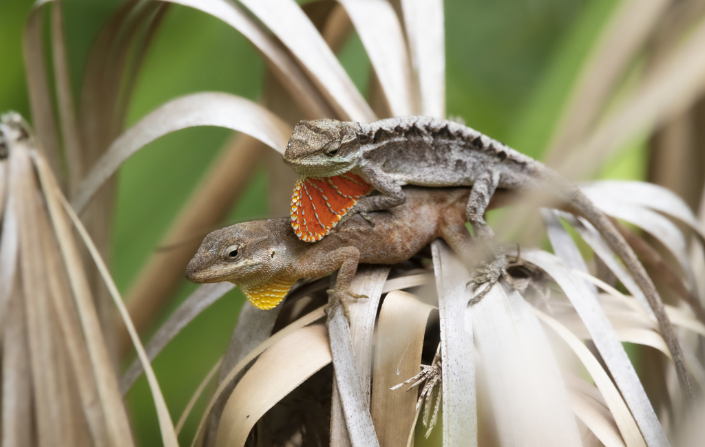 Chiapas Ornate Anole