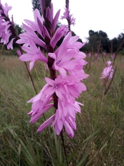 Watsonia pulchra