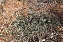 Asparagus horridus image