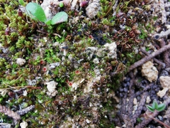 Lamprospora