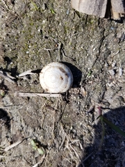 Poecilozonites bermudensis