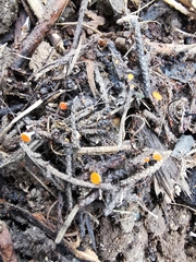 Pseudopithyella minuscula