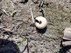 Poecilozonites bermudensis