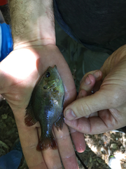 Lepomis miniatus