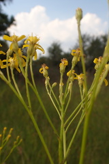 Senecio pentactinus