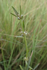 Spermacoce natalensis