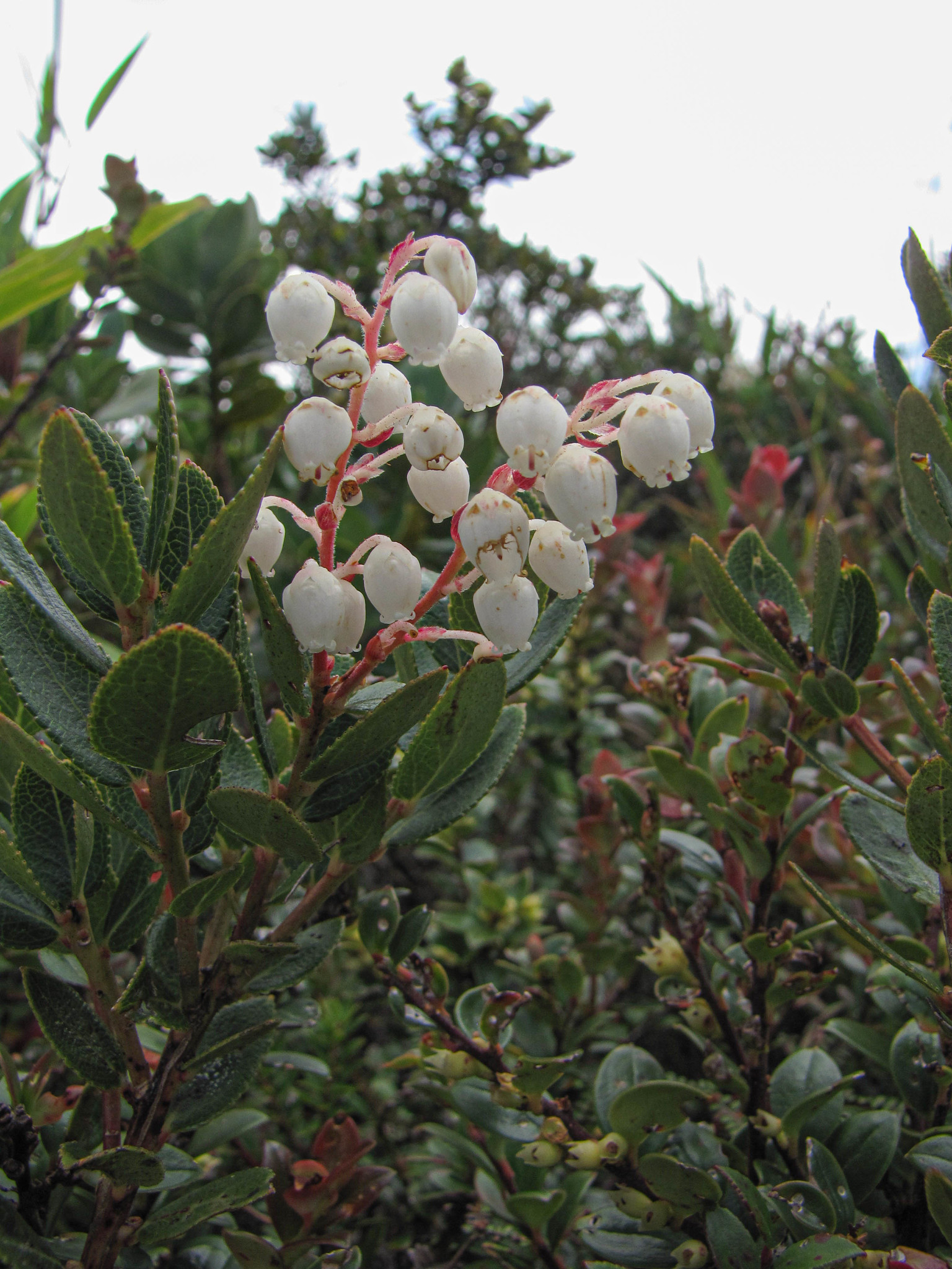 Gaultheria image