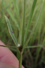 Spermacoce natalensis