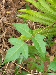Toxicodendron radicans image