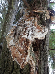 Rigidoporus corticola