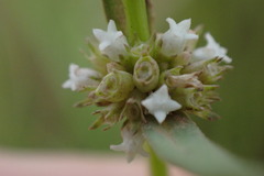 Spermacoce natalensis