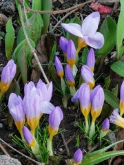 Crocus atticus