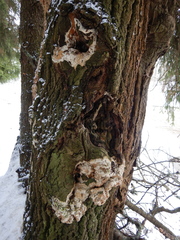 Rigidoporus corticola