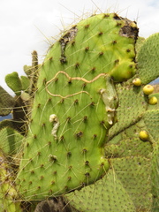 Cactophagus spinolae