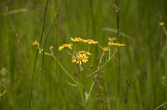 Senecio umbrosus