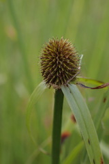 Cyperus erectus