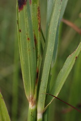 Cyperus erectus