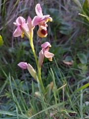 Ophrys tenthredinifera