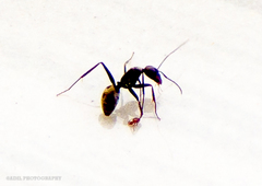 Camponotus parius