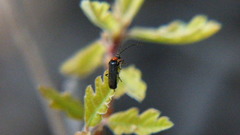 Silinae