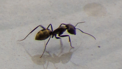 Camponotus parius