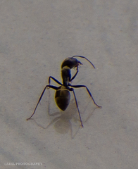 Camponotus parius