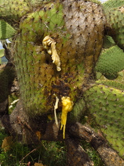 Cactophagus spinolae