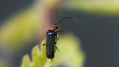 Silinae