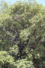 Quercus crassipes