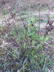 Dittrichia viscosa