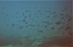 Fistularia commersonii