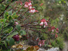 Vaccinium floribundum
