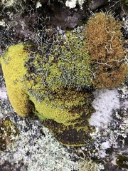 Hypodontium pomiforme