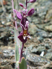 Streptanthus glandulosus pulchellus