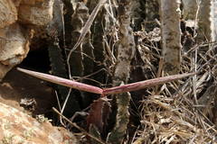 Ceropegia burchardii image