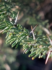 Asparagus albus