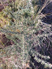 Asparagus albus